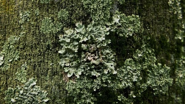 Cách học nghệ thuật trị liệu bằng hương thơm