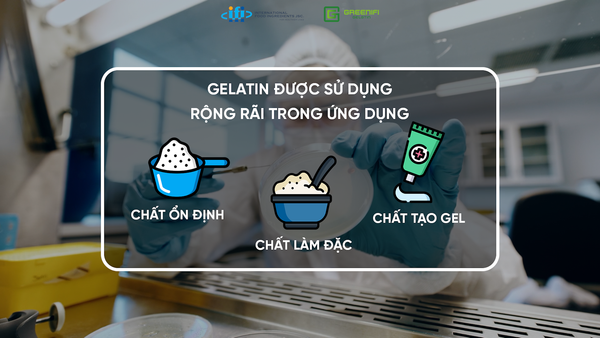GELATIN TRONG MỸ PHẨM: HIỆN TRẠNG VÀ GIẢI PHÁP TỐI ƯU SẢN XUẤT