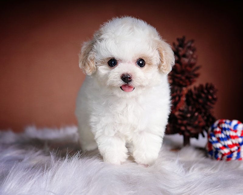 10 Loại Thức Ăn Dành Cho Chó Poodle Giúp Lông Đẹp, Bóng Mượt – Bệnh ...