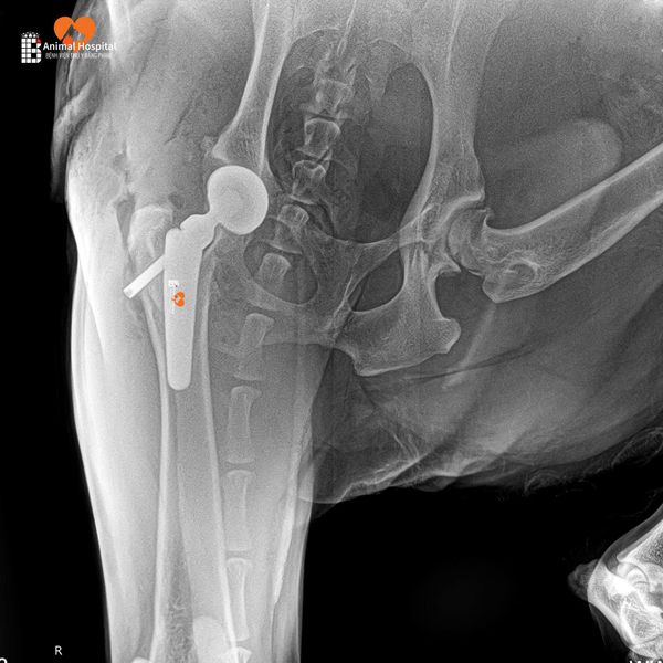 Thoái hóa khớp háng ở chó