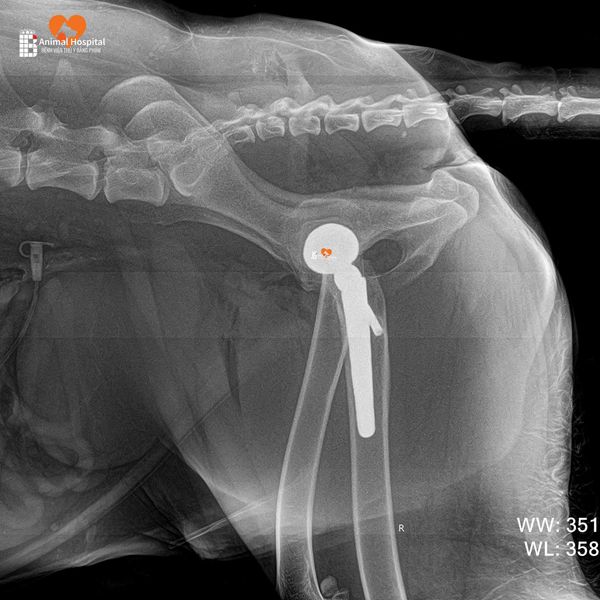 Thoái hóa khớp háng ở chó