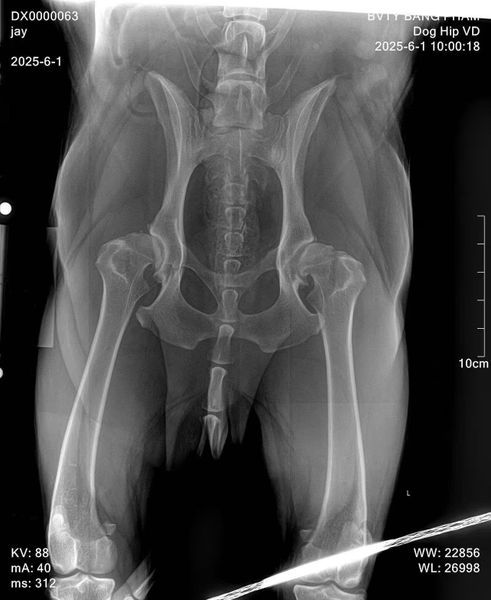 Thoái hóa khớp háng ở chó