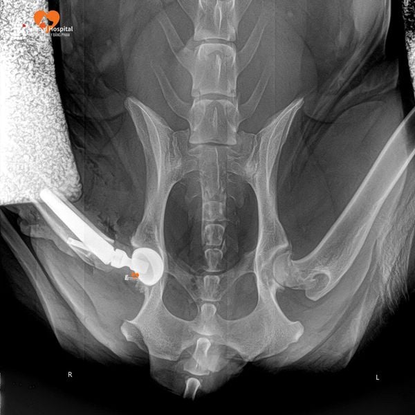 Thoái hóa khớp háng ở chó