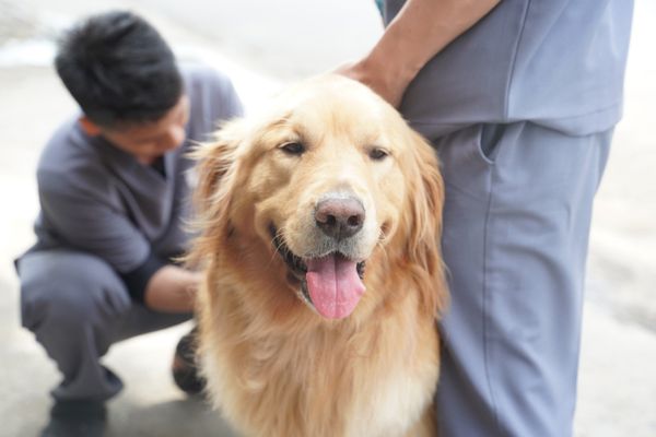 Thoái hóa khớp háng ở chó