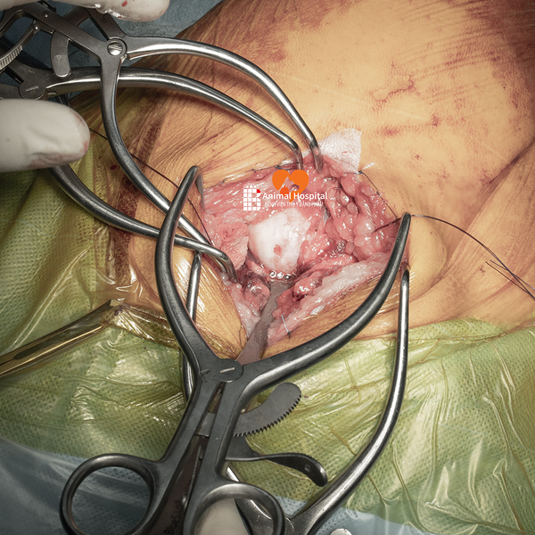 Thoái hóa khớp háng ở chó