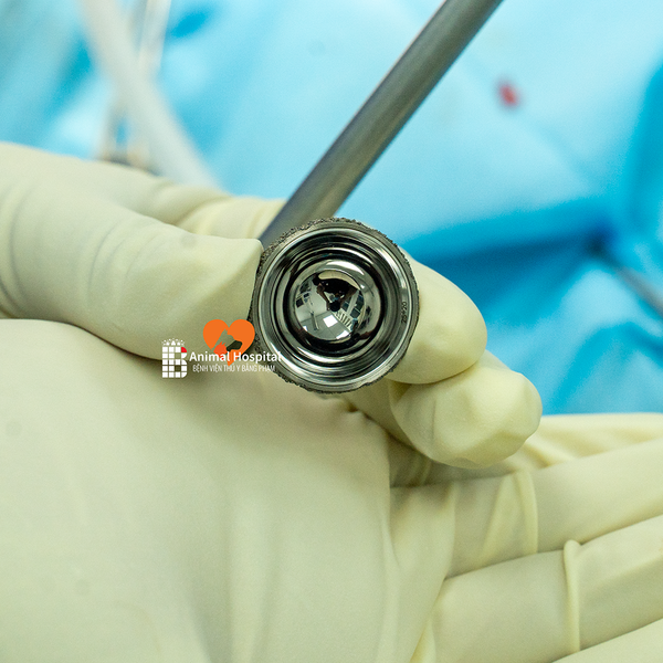 Thoái hóa khớp háng ở chó