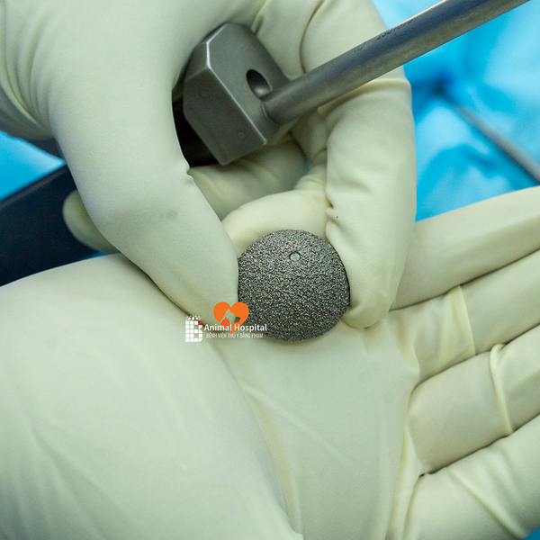 Thoái hóa khớp háng ở chó