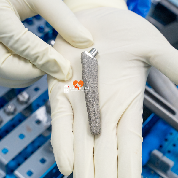 Thoái hóa khớp háng ở chó