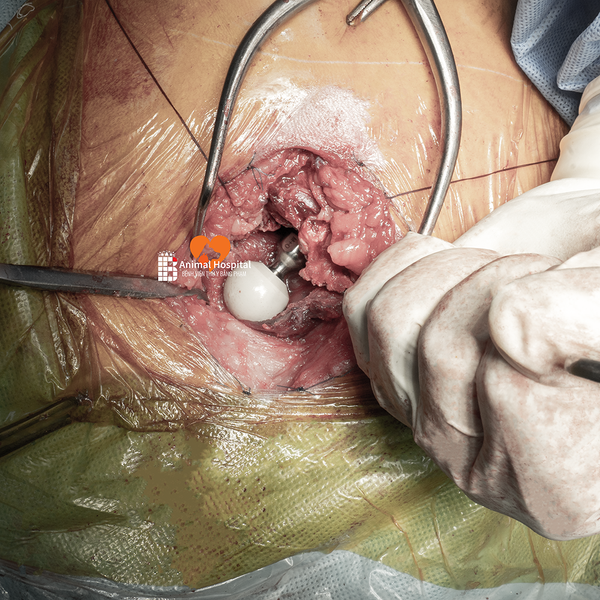 Thoái hóa khớp háng ở chó