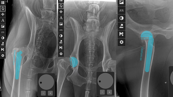 Thoái hóa khớp háng ở chó