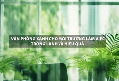 Văn phòng xanh cho môi trường làm việc trong lành và hiệu quả