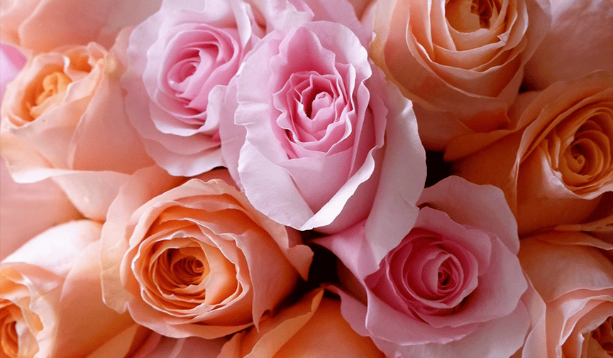 Ý nghĩa về các màu sắc của hoa hồng Ecuador