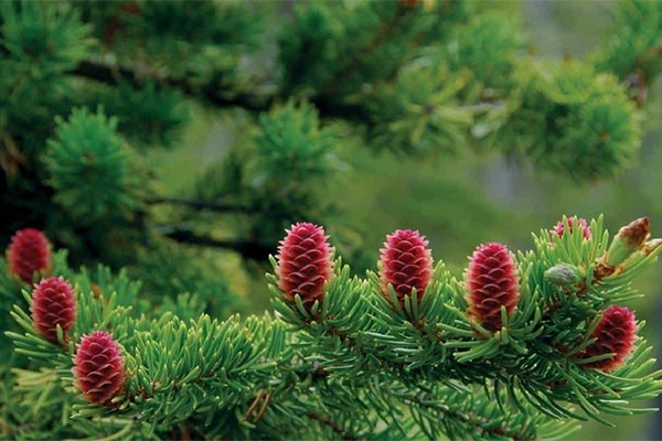 Hiểu đầy đủ về Tinh dầu thông đỏ Hàn Quốc