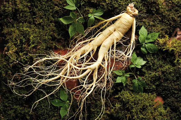 Bật mí 8 công dụng tuyệt vời của sâm hàn quốc