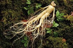 Bật mí 8 công dụng tuyệt vời của sâm hàn quốc