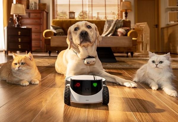 Cách lựa chọn máy cho mèo ăn tự động phù hợp với nhu cầu của bạn