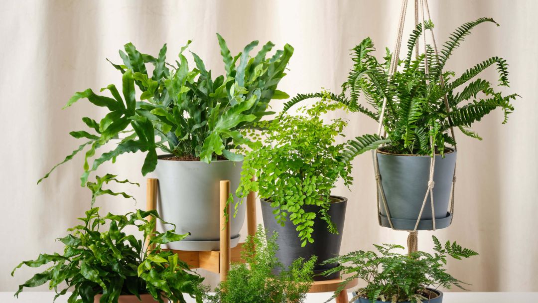 các loại cây lọc không khí trong phòng ngủ