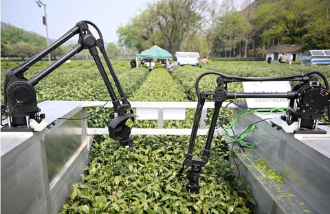 Trí tuệ nhân tạo và cách AI đang viết lại kịch bản nông thôn Trung Quốc