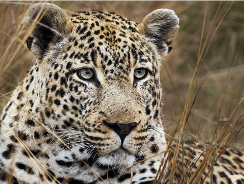 Những “Ngôi sao báo đốm” trên YouTube: Đế chế kỹ thuật số từ châu Phi hoang dã