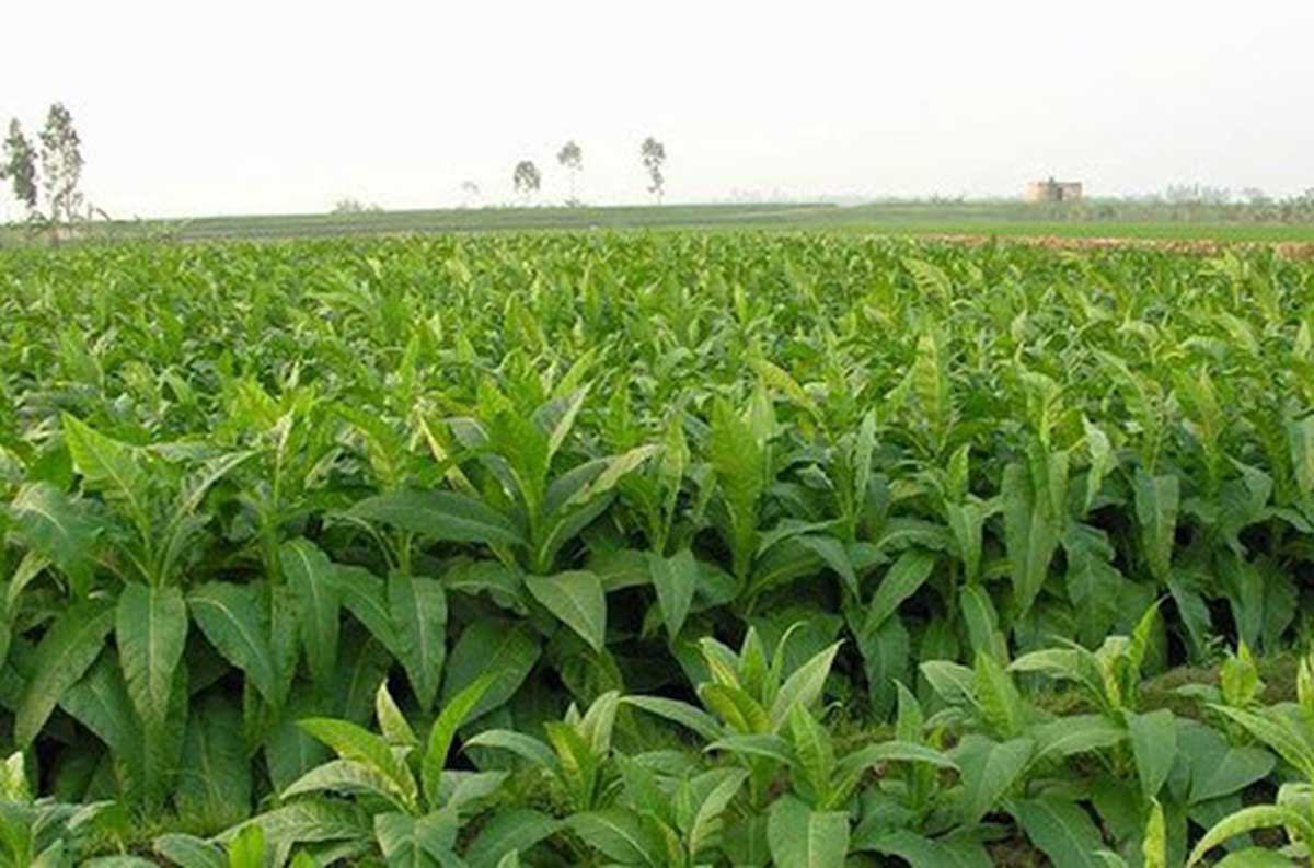 Khám Phá Lịch Sử và Cách Sử Dụng Thuốc Lào: Một Biểu Tượng Văn Hóa Đầy Sức Hút