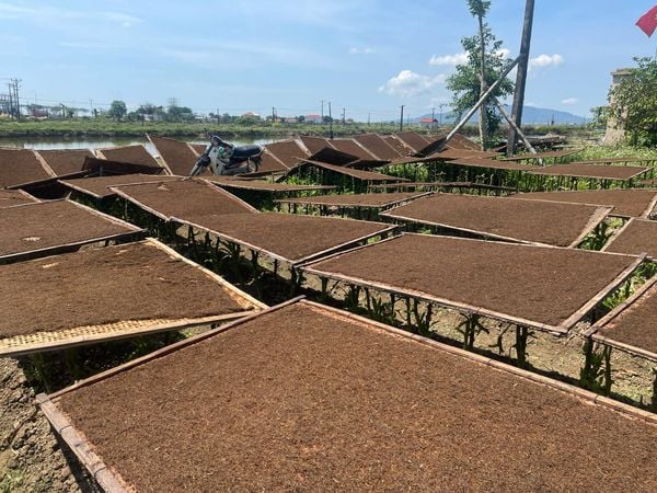 Phân biệt 5 loại thuốc lào phổ biến hiện nay – Dân hút nên biết!