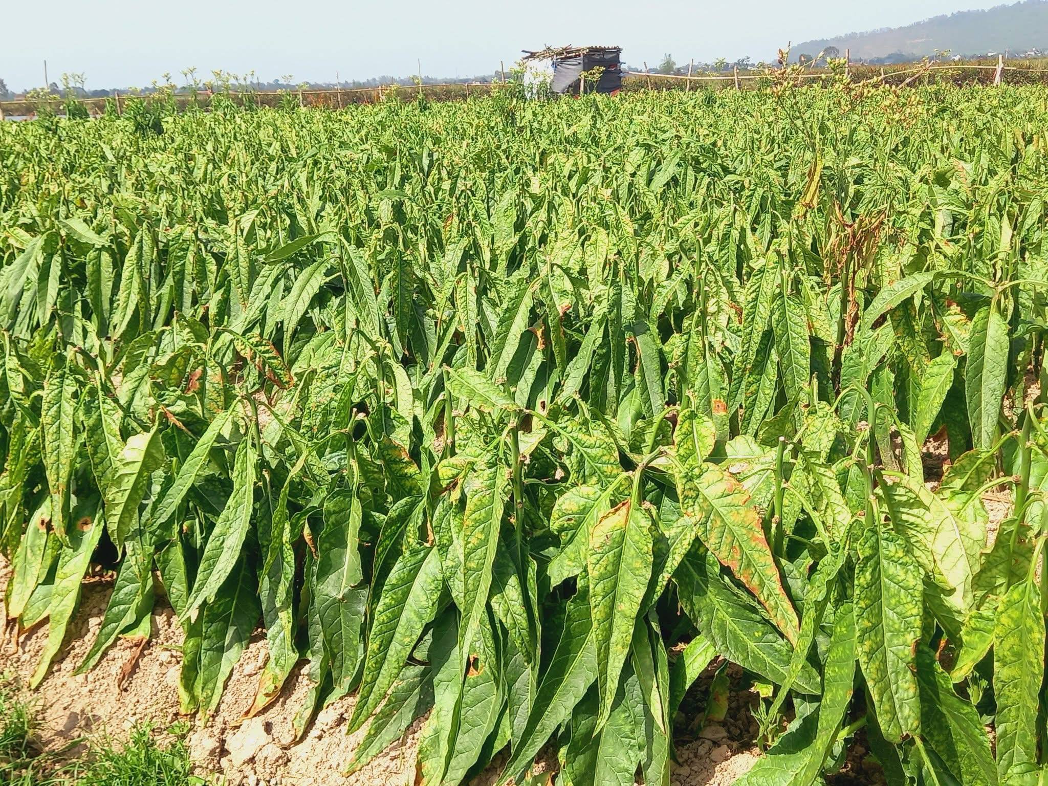 Tại sao người miền Bắc thích hút thuốc lào?