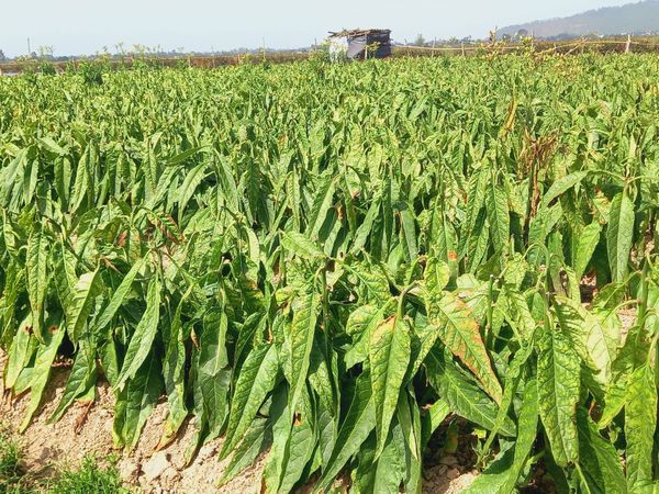 Tại sao người miền Bắc thích hút thuốc lào?