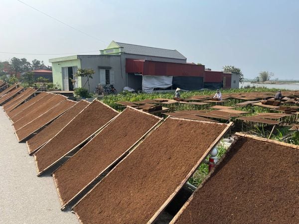 Giá thuốc lào hiện nay – cập nhật 2025