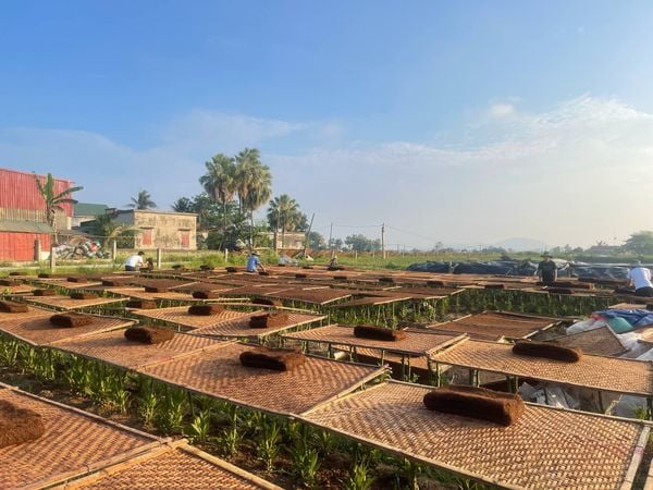 Nên mua thuốc lào đóng túi hay đóng hộp? Ưu – nhược điểm từng loại