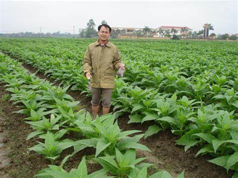 Mua thuốc lào ngon ở đâu