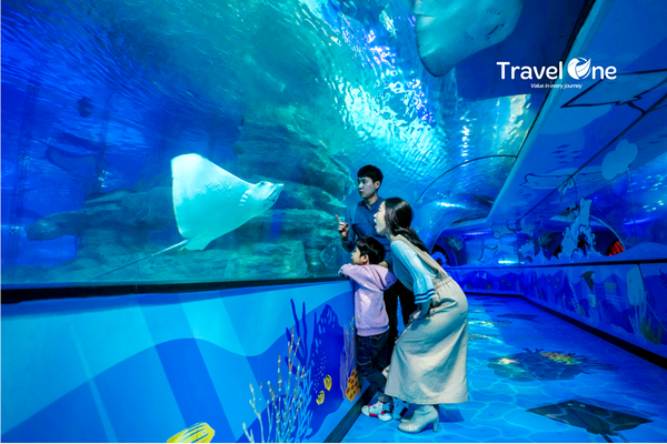 Busan Aquarium: Explore the Ocean Wonders in South Korea