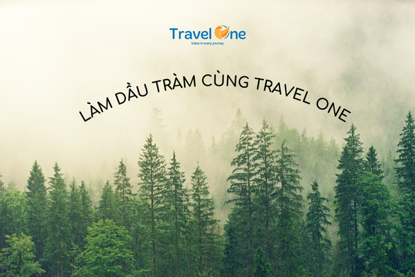 Hành Trình Học Làm Dầu Tràm – Món Quà Sức Khỏe Từ Thiên Nhiên