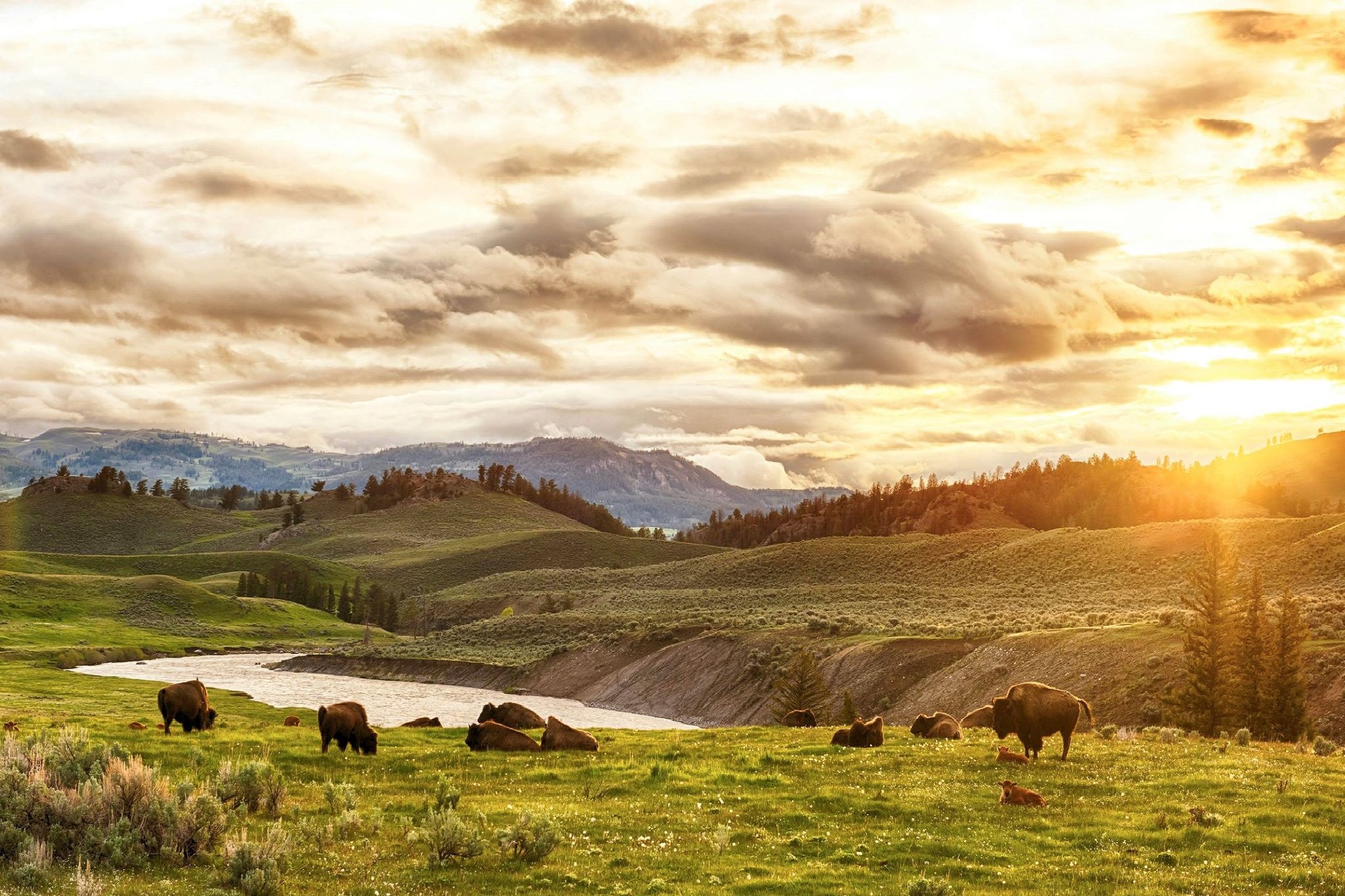 Hướng dẫn hoàn chỉnh về Vườn Quốc gia Yellowstone