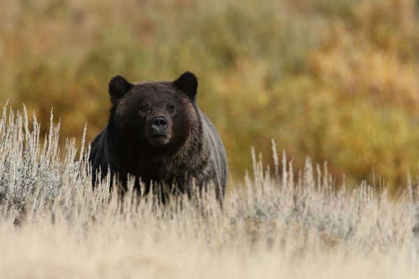 Yellowstone-National-Park-Travel-One