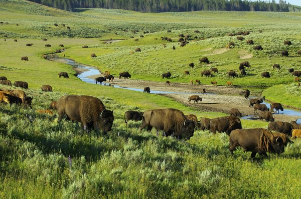 Yellowstone-National-Park-Travel-One