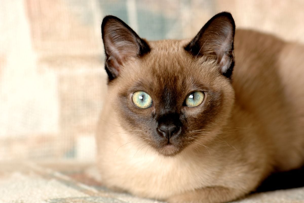 Tất tần tật về mèo Tonkinese – Đảo Mèo