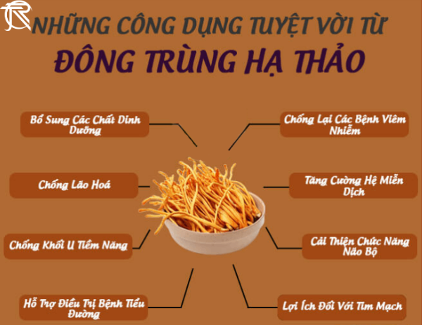 Đông Trùng Hạ Thảo