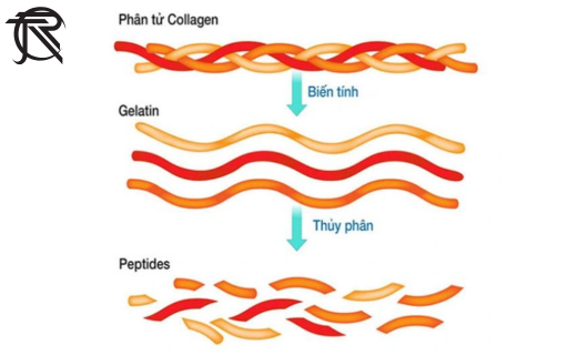 Collagen