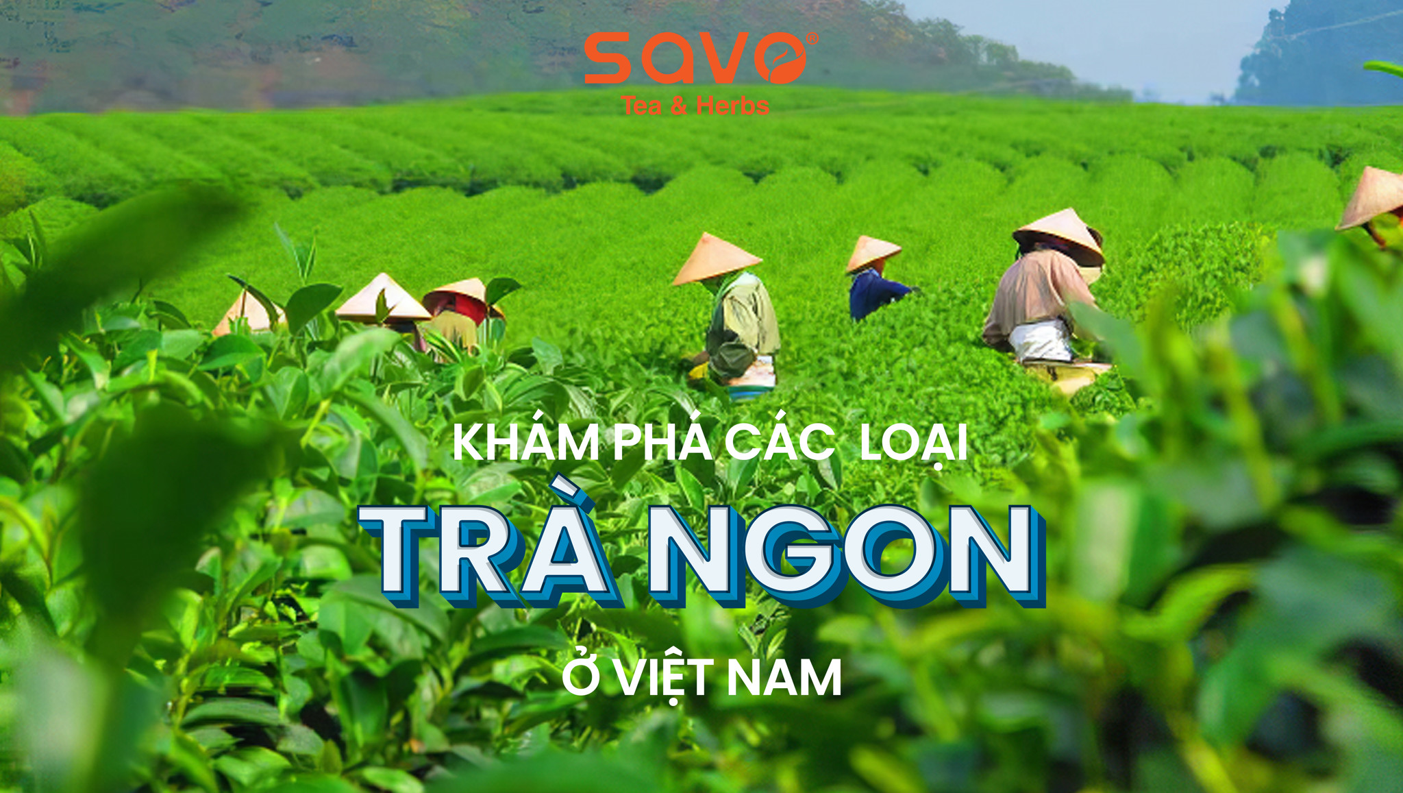Khám phá các loại trà ngon ở việt nam