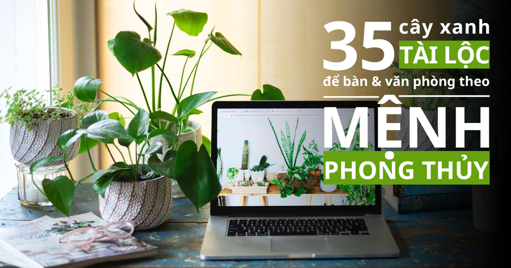 35 Cây Xanh Phong Thủy Rước Tài Lộc Để Bàn Và Văn Phòng Phù Hợp Nhất Theo Từng Mệnh
