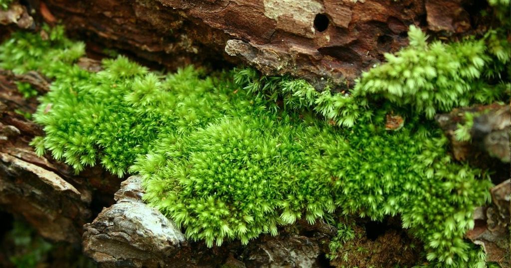 Các Loại Rêu Phổ Biến Được Dùng Tại Ana Garden