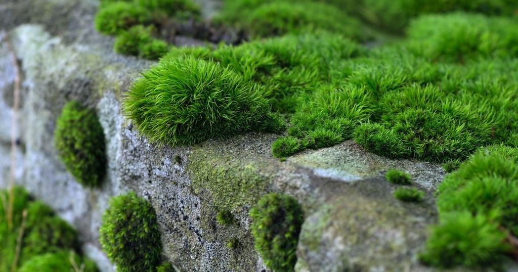 Thông Số Kỹ Thuật Của Tường Rêu