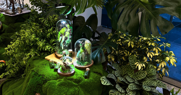 Vesta Lifestyle & Gifts