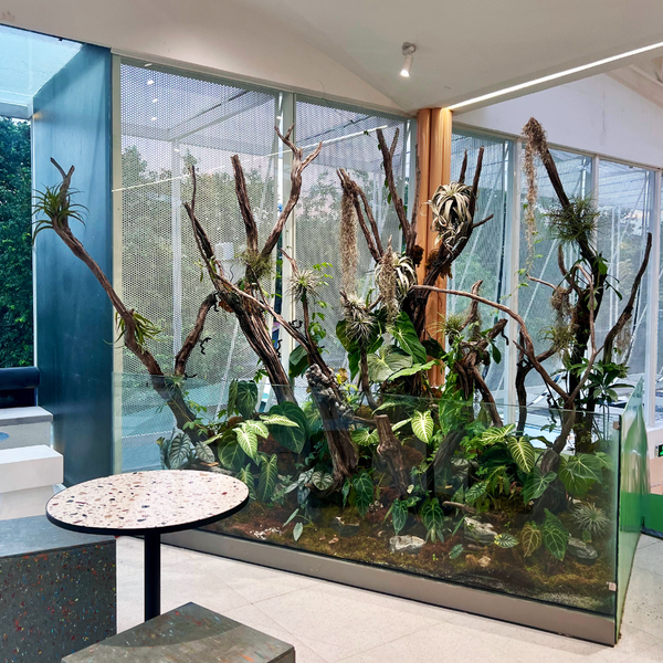 AnaGarden thi công vườn phong cách Nhiệt Đới xanh mướt mắt tại The Ghill Coffee 9