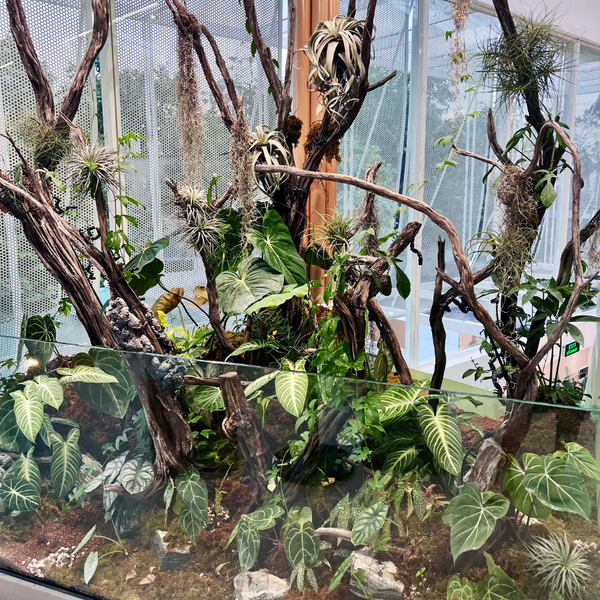 AnaGarden thi công vườn phong cách Nhiệt Đới xanh mướt mắt tại The Ghill Coffee 3