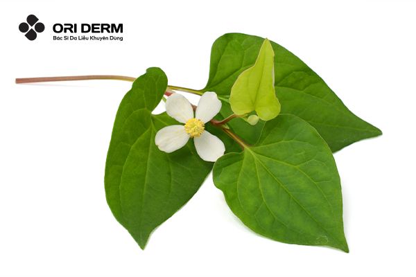 Rau diếp cá là gì? Công dụng của mặt nạ rau diếp cá