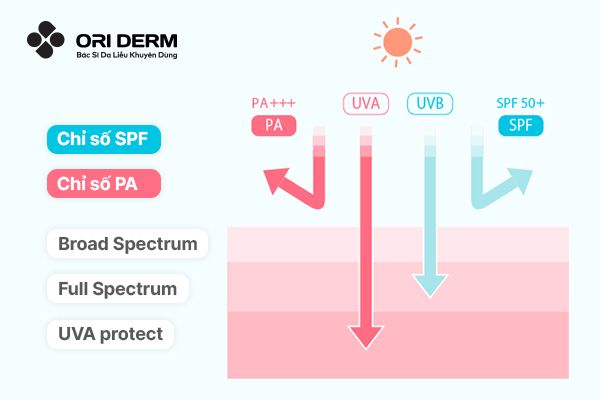 Cách nhận biết các loại kem chống nắng phổ rộng cho da treatment
