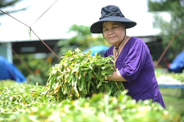 Crilin dưới góc nhìn của một chuyên gia nghiên cứu