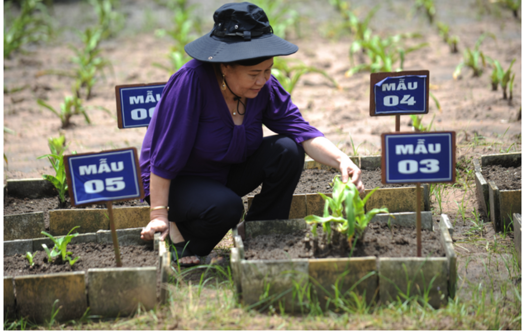 Câu Chuyện Từ Viên Thuốc Hơn 30 Năm Tuổi Của Nhà Khoa Học Nữ - Tiến Sĩ Dược Sĩ Nguyễn Thị Ngọc Trâm