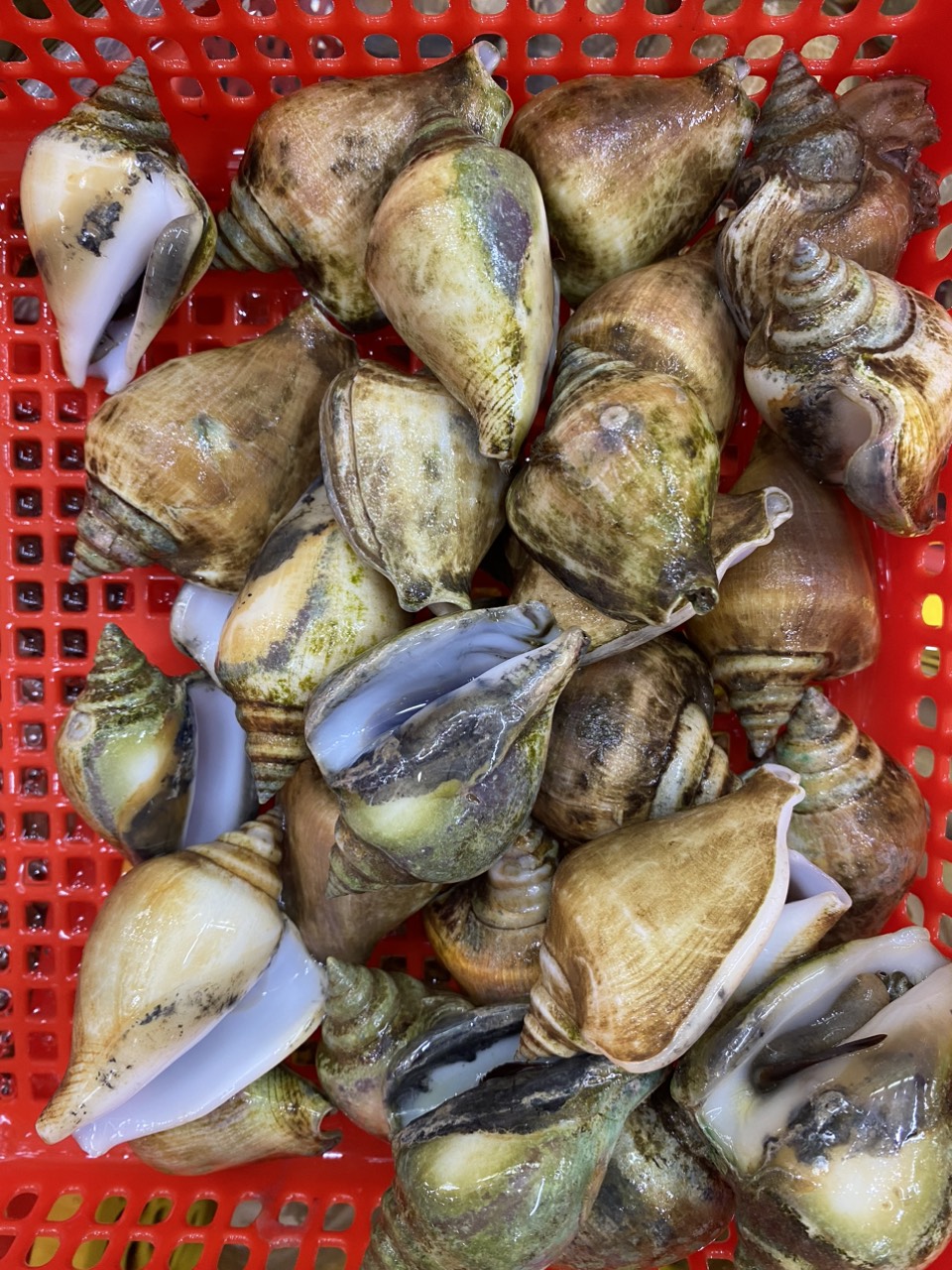 Ốc nhảy (1kg)